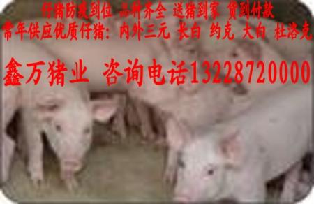 全新发布江西省仔猪价格