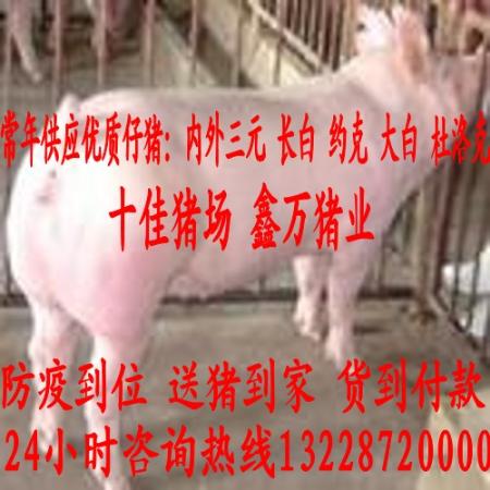 全新发布广西省仔猪价格