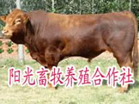 肉牛品种介绍养牛前景分析养牛效益分析