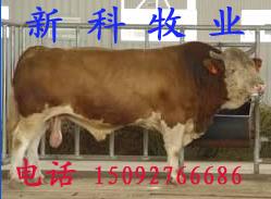 400-300-200斤的牛犊多少钱
