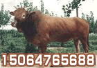 鲁西黄牛价格 鲁西黄牛犊价格