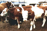 西门塔尔牛育肥牛犊肉牛种牛