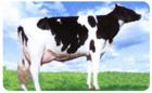 福建优质改良肉牛犊 养殖利木赞肉牛犊