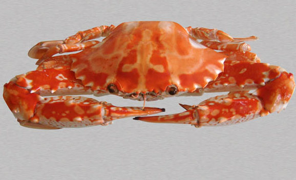 北部湾深海红蟹