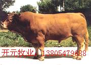 2010年河南肉牛种牛肉驴最新价格