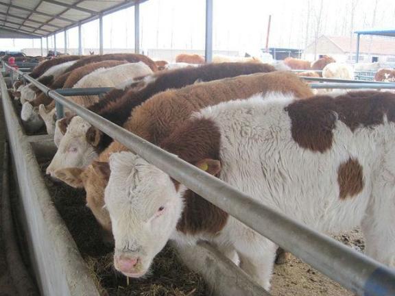 肉牛犊最新市场价格行情