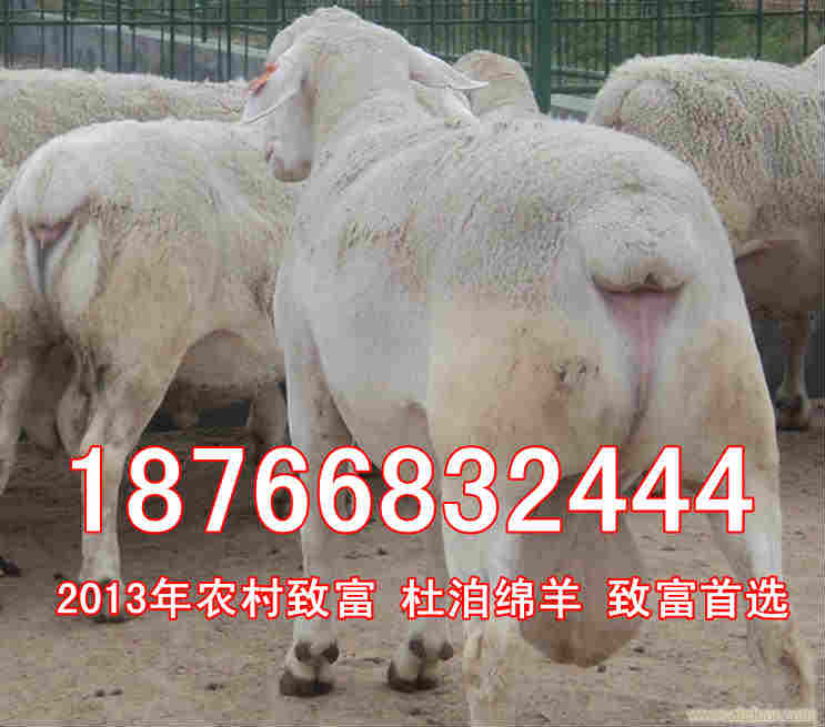 2014年杜泊绵羊价格
