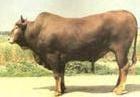 肉牛现在价格 肉牛养牛 最近肉牛的价