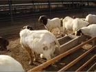 波尔山羊价格鲁西黄牛价格肉牛饲养牛场建设