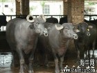 肉羊价格肉牛价格肉牛交易市场肉羊养殖