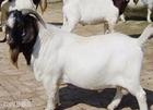 肉牛肉羊养殖市场 波尔山羊养殖市场行情