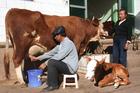 肉牛养殖 肉羊养殖肉牛饲养成本 肉羊成本