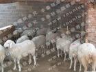 产品育肥肉牛犊种羊养殖场-改良