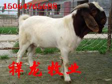 安徽波尔山羊养殖场 安徽哪里卖山羊