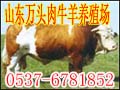 广西肉牛养殖场-广西肉牛养殖基地