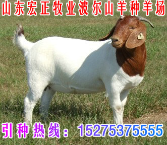 中国波尔山羊网