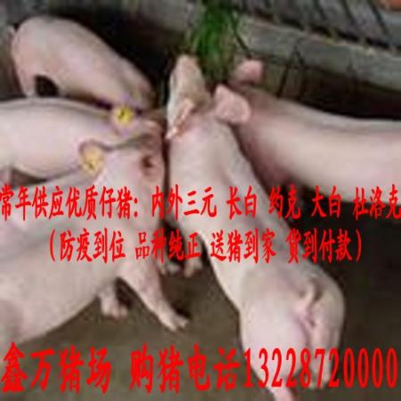 今日最新广东省仔猪价格