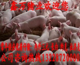 今日最新青海省仔猪价格