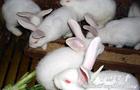 山东哪里有大型獭兔肉兔养殖场