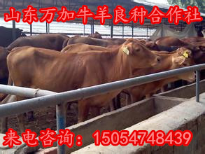 肉牛种苗价格