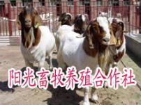 贵州牛羊养殖基地波尔山羊养殖场