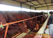今年中国肉牛肉羊养殖前景分析肉牛肉羊