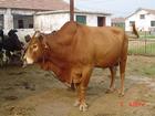鲁西黄牛犊 肉牛  种牛
