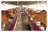 河北肉牛养殖基地肉羊养殖场