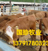 桂林肉牛养殖肉牛价格