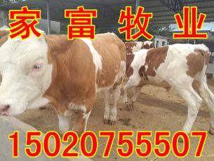 贵州小牛犊价格