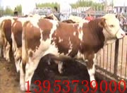 牛的价钱-牛价格-养牛利润养牛前景
