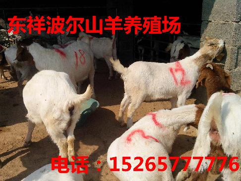 盘锦山羊育肥技术哪个畜牧场好15265777776
