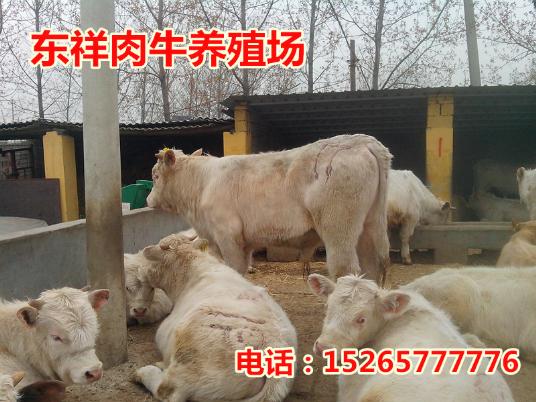 育肥牛的养殖技术15265777776