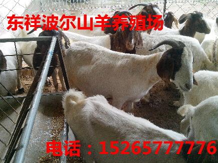 哪里有波尔山羊销售扬州波尔山羊养殖价格13853764589