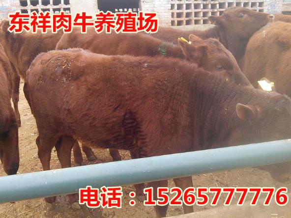 育肥牛饲料配方肉牛苗400-0537-280