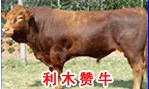 肉牛养殖效益分析中国肉牛养殖网