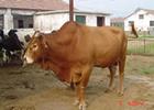 肉牛养殖场	山东肉牛