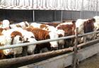 广西2010年肉牛养殖前景肉牛犊养殖成本