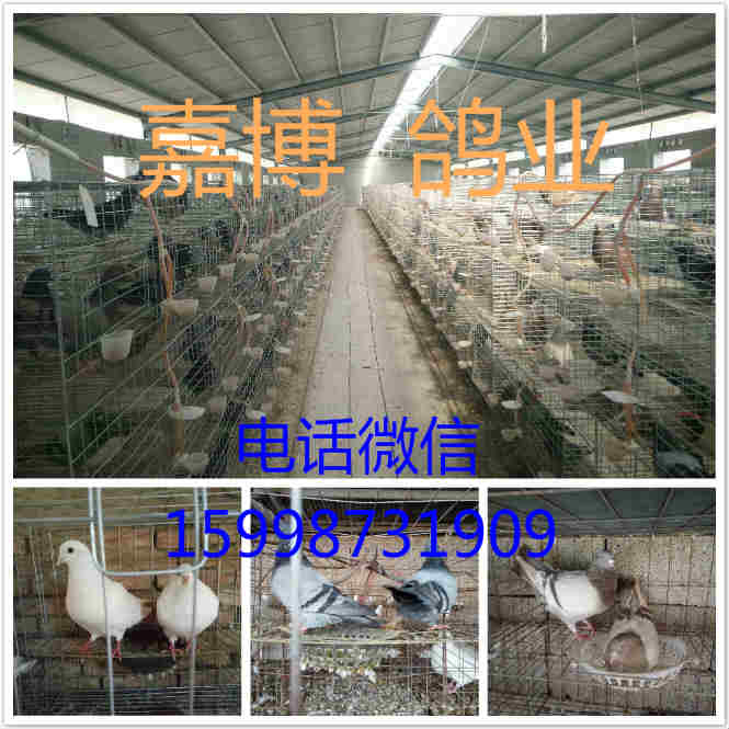 哪里有出售白羽王种鸽的