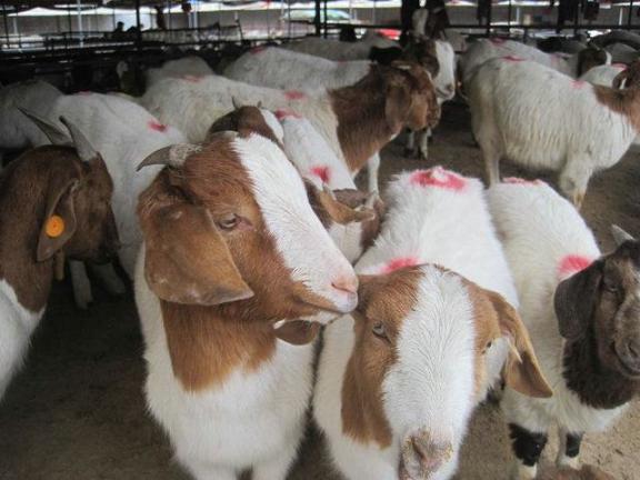 河南波尔山羊养殖场最新价格