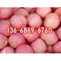 红富士苹果价格印江土家族苗族自治纸袋红富士苹果价格