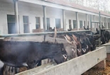江西肉牛肉馿养殖场云南肉牛肉馿养殖场