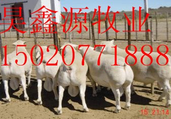 波尔山羊价格 波尔山羊养殖