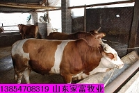 西门塔尔牛肉牛犊养殖利润改良肉牛犊的价格