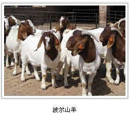 内蒙古波尔山羊养殖基地养殖价格