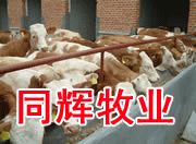 大连哪里卖品种牛 大连肉牛养殖基地