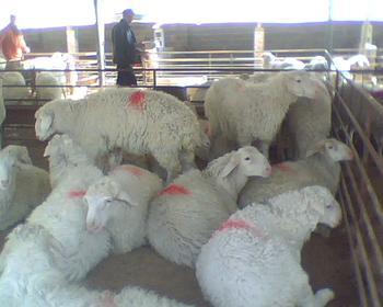 肉羊养殖户如何养好良种小尾寒羊