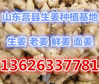 甘肃庆阳姜种种植基地批发姜种最新批发价格