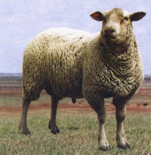 波尔山羊 小尾寒羊 杜泊绵羊养殖技术