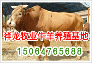 安徽肉牛养殖基地最好的肉牛品种图片西门塔